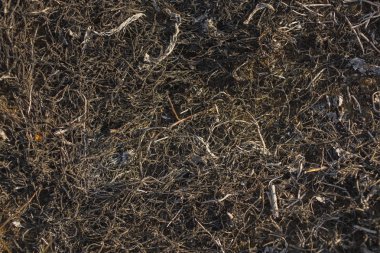 Dünya yüzeyinin ash ile kaplı. Kömürleşmiş çim. Alan yandı bitki örtüsü ile. Meadow'un flora yangın yok.