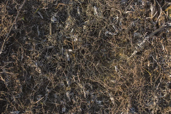 Permukaan Bumi Ditutupi Dengan Abu Rumput Hangus Lapangan Dengan Vegetasi — Stok Foto