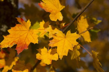 Yangın ağaçlar dallar üzerinde bırakır. Sonbahar manzara. Maples dikim. Ağaçlar yapraklarını döken.
