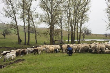 Bir fotoğrafçı baharda koyun çekiyor. Keçi ve koyun sürüsü. Çayırda hayvan otlatmak. Avrupa'nın dağ meraları.