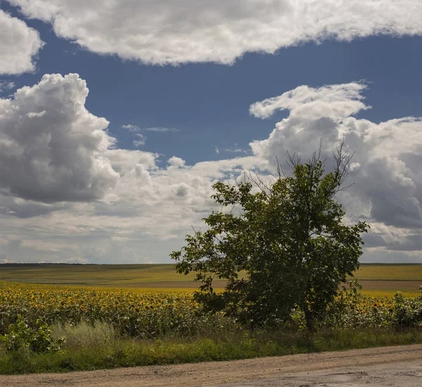 Clouds over a field with a sunflower. Rural idyll. A huge field of yellow flowers enjoy the sun. Agriculture in the European zone.