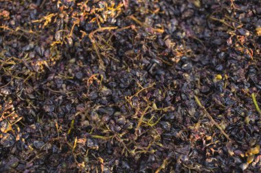 Şarap yapma. Şarap üretim teknolojisi. Şarap yapma halk geleneği. Moldova şarap üretimi. Üzüm işleme eski geleneği.