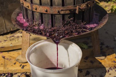 Şarap yapma. Şarap üretim teknolojisi. Şarap yapma halk geleneği. Moldova şarap üretimi. Üzüm işleme eski geleneği. Sıkacağı şarap basın için kullanılır. 