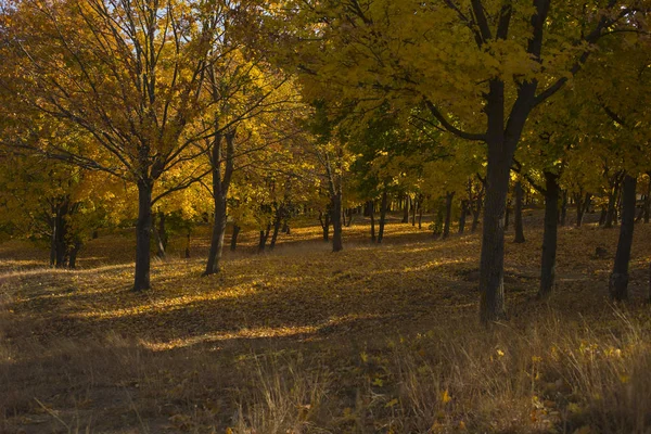 Paisaje Otoño Bosque Amanecer Plantaciones Arces Los Árboles Tiraron Follaje —  Fotos de Stock