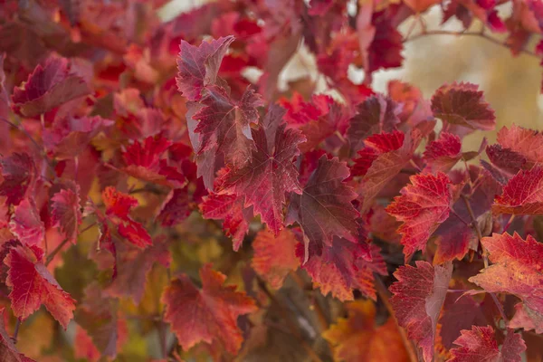 Vinhedos Outono Com Folhagem Vermelha Transição Videira Para Invernada Fazer — Fotografia de Stock