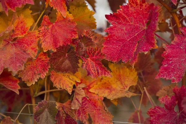 Weinberge Herbst Mit Rotem Laub Übergang Der Rebe Zur Überwinterung — Stockfoto