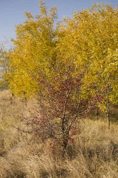 Crataegus Comúnmente Llamado Espino Espino Espina Movediza Espátula Árbol Mayo —  Fotos de Stock