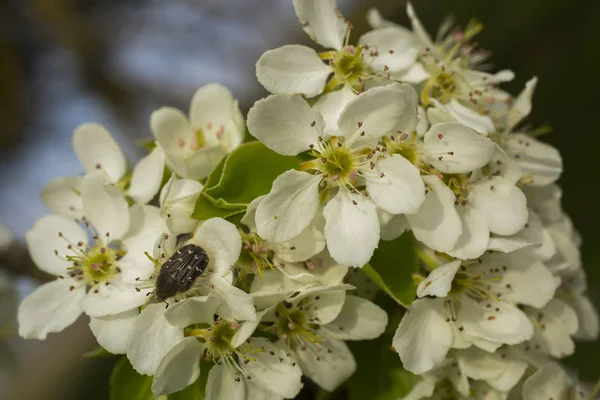 Pear blossom in April. White flowers of fruit tree. Oxythyrea funesta.