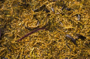 Düşen sarı yapraklar alan. Sonbahar halı. Ağaçların yaprakları attı. Bakla tohumları ile bir ağaçtan düştü. Sonbahar manzara. Tatlım locust (Gleditsia triacanthos), dikenli çekirge.