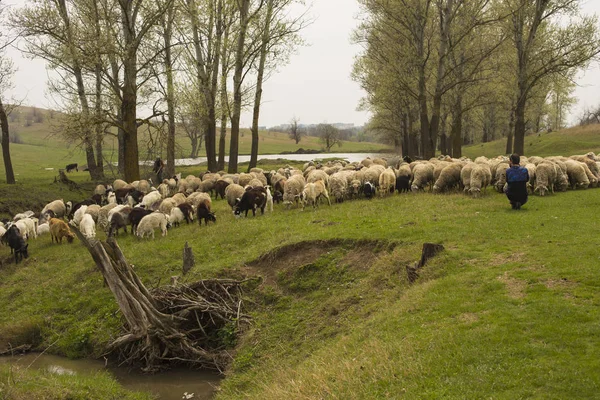 Fotografo Fotografa Pecore Primavera Una Mandria Capre Pecore Gli Animali — Foto Stock