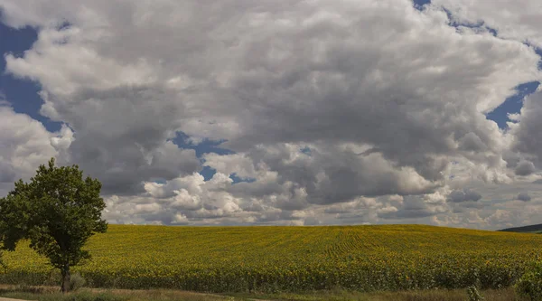 Clouds over a field with a sunflower. Rural idyll. A huge field of yellow flowers enjoy the sun. Agriculture in the European zone.