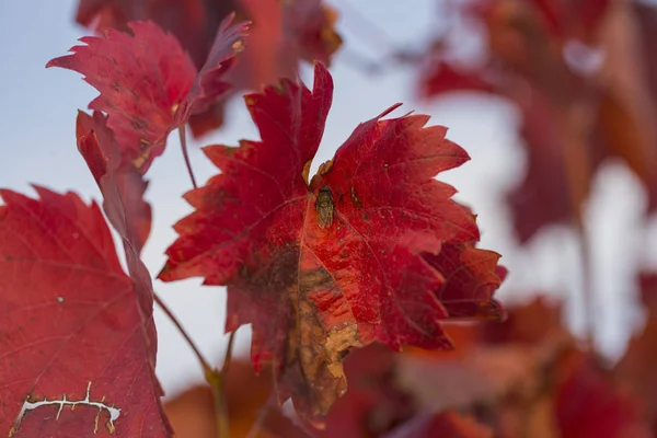 Vigneti Autunno Con Fogliame Rosso Transizione Della Vite Allo Svernamento — Foto Stock