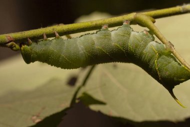 Smerinthus ocellatus, gözlü şahin-güve, keskin ailesinin Avrupa güve var. Pupation önce büyük yeşil tırtıl.