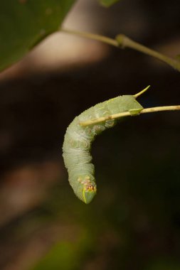 Smerinthus ocellatus, gözlü şahin-güve, keskin ailesinin Avrupa güve var. Pupation önce büyük yeşil tırtıl.
