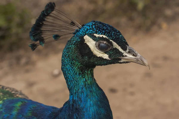 Peacock Beautiful Bird Peahen — Stock Photo, Image