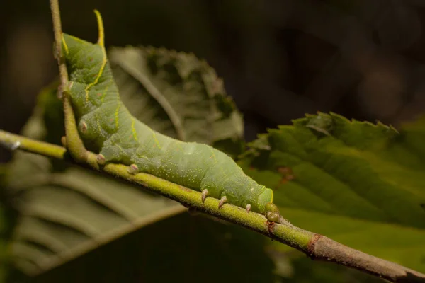 Smerinthus Ocellatus Der Augenfalter Ist Eine Europäische Motte Aus Der — Stockfoto