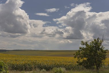 Bulutlar bir ayçiçeği ile bir alanın üzerinde. Kırsal idil. Sarı çiçek büyük bir alan güneşin tadını çıkarın. Avrupa Bölgesi tarım.