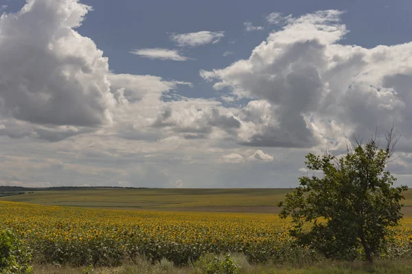 Clouds Field Sunflower Rural Idyll Huge Field Yellow Flowers Enjoy — Stock Photo, Image