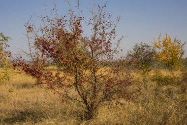 Yaygın olarak adlandırılan alıç, quickthorn, thornapple, Crataegus, Mayıs-ağacı, whitethorn veya hawberry. Çilek olgunlaştı ve gıda kuşlar için kış aylarında olur. Sonbahar manzara.