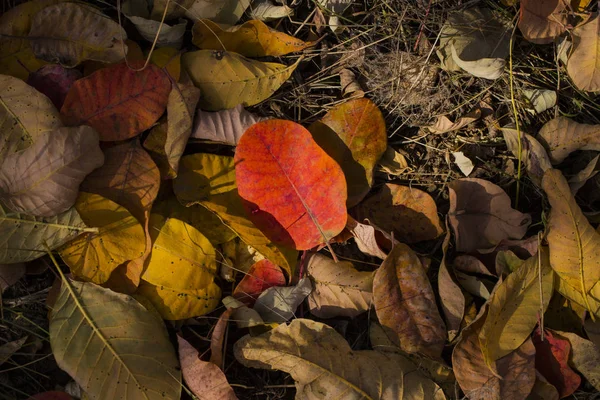 Řádku Listí Podzimní Koberec Stromy Shodil Listí Rhus Cotinus Evropská — Stock fotografie