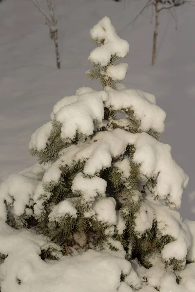 Foresta Invernale Abete Rosso Nella Neve — Foto Stock