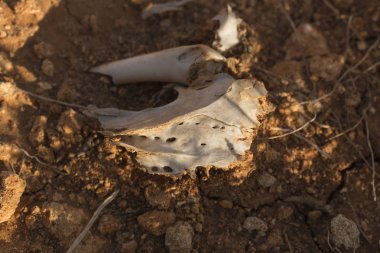 Kalça eklemi ölü bir kuş. Kuş dünyası trajik durumda. Bozkır kil toprak çürümüş kemikleri. Hayvan krallığının bir besin zincirinin illüstrasyon.