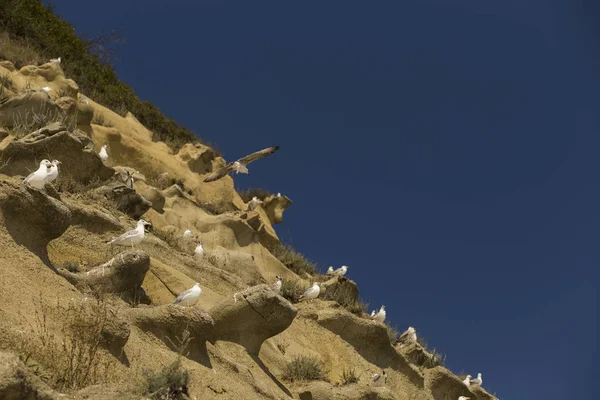 Sand formations in the mountains of the Black Sea coast. Place nesting wild gulls. The remains of ancient fairy-tale creatures. Natural sculptures made by wind and water.