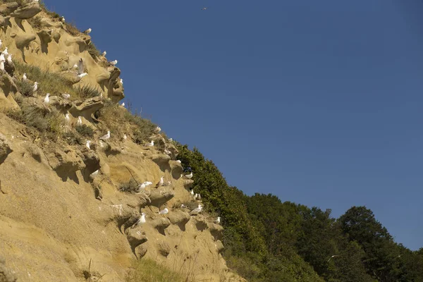 Sand Formations Mountains Black Sea Coast Place Nesting Wild Gulls — Stock Photo, Image