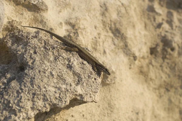沙蜥蜴 拉塞塔 阿吉利斯 是一种乳白色的蜥蜴 在阳光明媚的日子里 一只只老蜥蜴躺在岩石上 聪明的爬行动物 享受过去的生活 — 图库照片