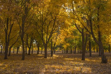 Sonbahar manzara. Orman şafakta. Akçaağaç tarlaları. Ağaçların yaprakları attı. Yerde gölgeler.