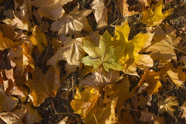 Akçaağaç alan bırakır. Sonbahar halı. Ağaçların yaprakları attı.