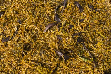 Düşen sarı yapraklar alan. Sonbahar halı. Ağaçların yaprakları attı. Bakla tohumları ile bir ağaçtan düştü. Sonbahar manzara. Tatlım locust (Gleditsia triacanthos), dikenli çekirge.