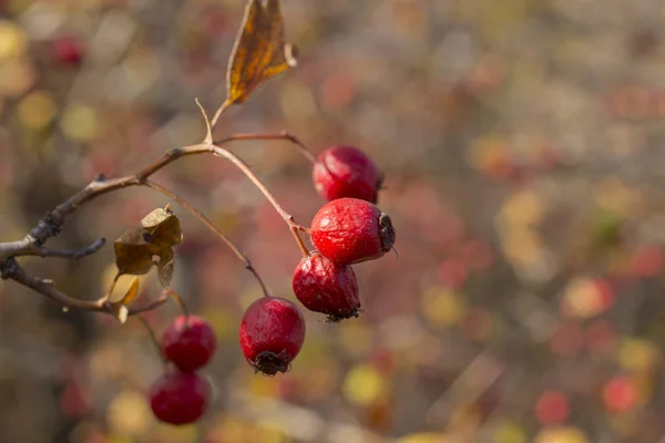 Crataegus Communément Appelé Aubépine Nerprun Pomme Épineuse Mai Arbre Corne — Photo