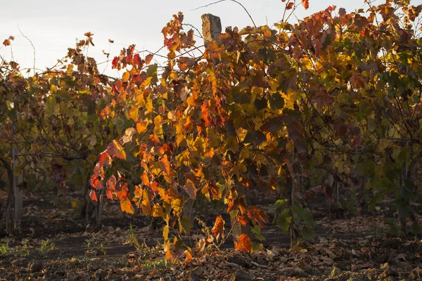 Vignobles Automne Avec Feuillage Rouge Transition Vigne Hivernage Vinification Technologie — Photo