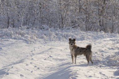 Avustralyalı çoban Alfa erkek kış orman hakimdir. Predator kendi topraklarında denetler. Yan yol sahibi.