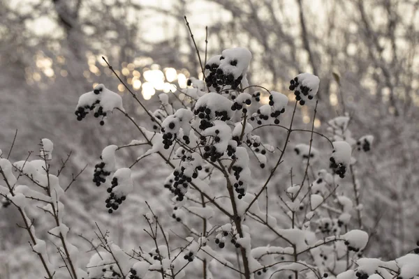 雪の下にイボタノキ 低木性植物の冬の凍傷 有毒の黒果実が熟した — ストック写真