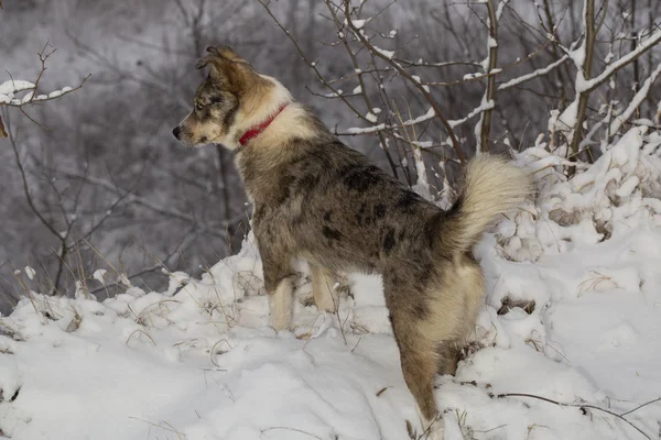 Mâle Alpha Berger Australien Domine Forêt Hiver Prédateur Contrôle Son — Photo