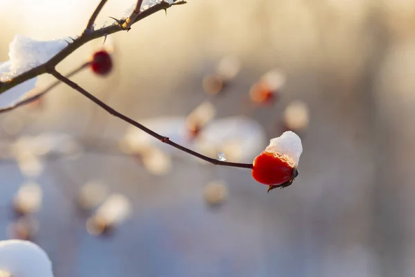 Paisaje Invernal Nieve Rosal Salvaje Bosque Helado Las Rosas Caninas —  Fotos de Stock