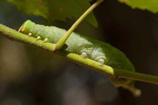Smerinthus のため 目のオオスカシバはスズメガの家族の欧州産の蛾です 蛹化する前に大規模な緑の虫 — ストック写真