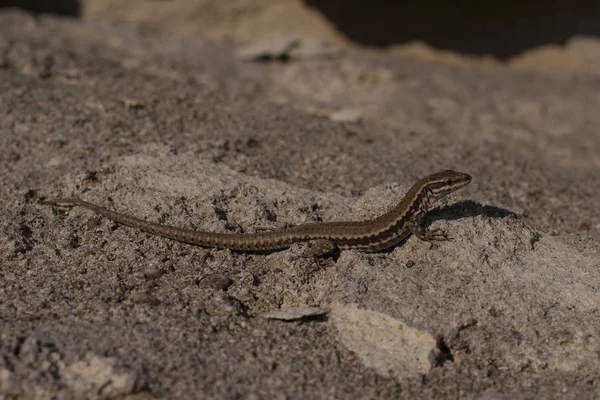 沙蜥蜴 拉塞塔 阿吉利斯 是一种乳白色的蜥蜴 爬行动物的栖息地是在一个岩石地区 — 图库照片