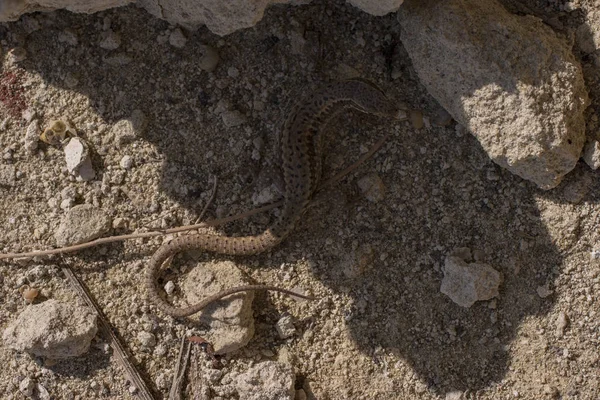 Lézard Sable Lacerta Agilis Est Lézard Lacerte Habitat Reptile Trouve — Photo