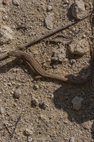 Lézard Sable Lacerta Agilis Est Lézard Lacerte Habitat Reptile Trouve — Photo