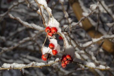 Yaygın olarak adlandırılan alıç, quickthorn, thornapple, Crataegus, Mayıs-ağacı, whitethorn veya hawberry. Çilek olgunlaştı ve gıda kuşlar için kış aylarında olur. Kar kış manzara. Donmuş orman.
