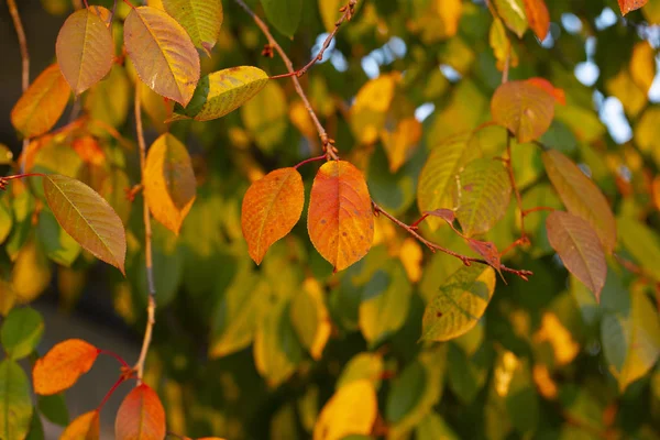 Cherry Tree Reddening Leaves Autumn Fall Landscape Tree Full Colorful — Stock Photo, Image