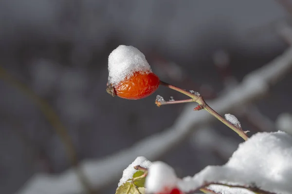 Winter landscape and snow on a wild rose bush. Ice forest. The dog roses, the Canina section of the genus Rosa.