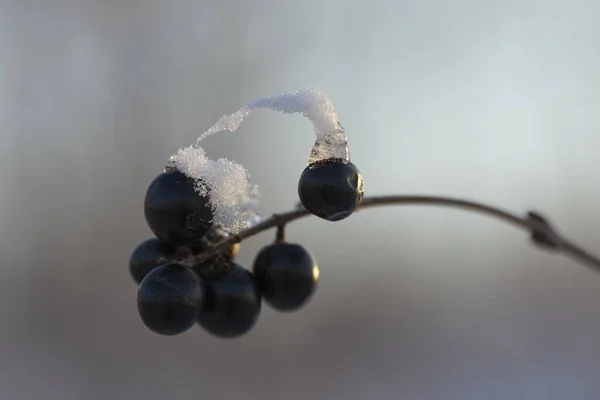 Corcho Bajo Nieve Invierno Congelación Plantas Arbustivas Venenosa Baya Negra —  Fotos de Stock