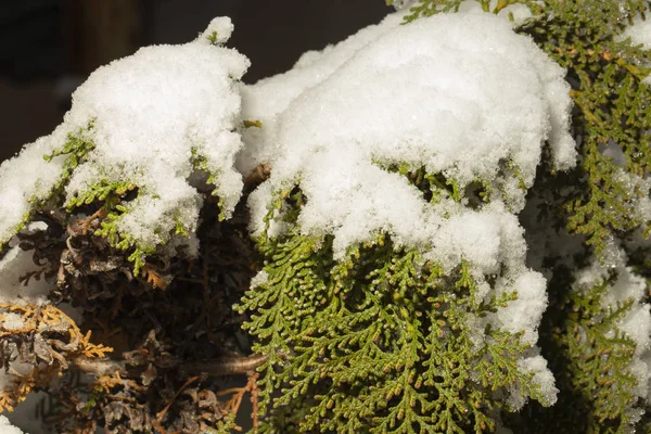 雪の中でThuja 木の上の雪片 冬の植物 — ストック写真