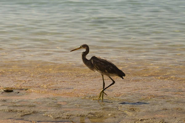 Czapla Rafowa Egretta Gularis Zwany Także Czapla Rafowa Bird Połowy — Zdjęcie stockowe