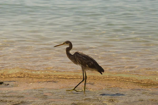 Czapla Rafowa Egretta Gularis Zwany Także Czapla Rafowa Bird Połowy — Zdjęcie stockowe