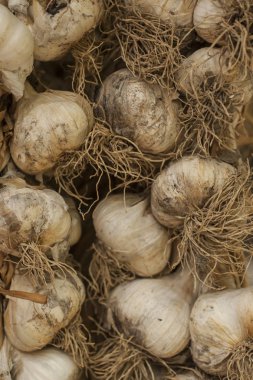 Sarımsak. Yaz aylarında hasat. Bitki kök yakın çekim.